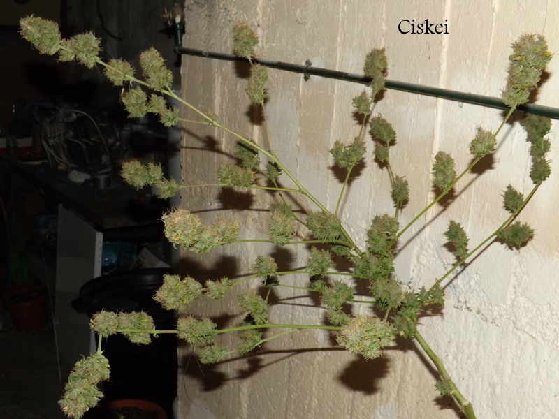 DSCF4559.JPG