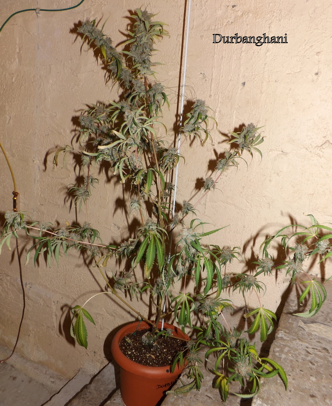 DSCF4419.JPG