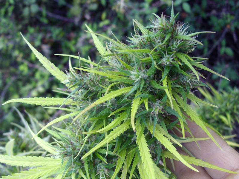 Punta rosa x Afghanchitral bud.jpg