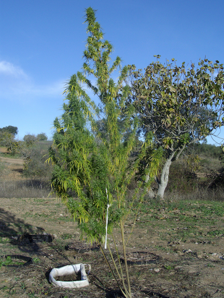 Landrace_îles Grenadines.jpg