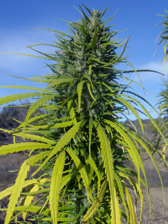 Landrace _îles Grenadines bud.jpg