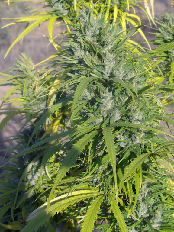 Landrace_îles Grenadines bud..jpg