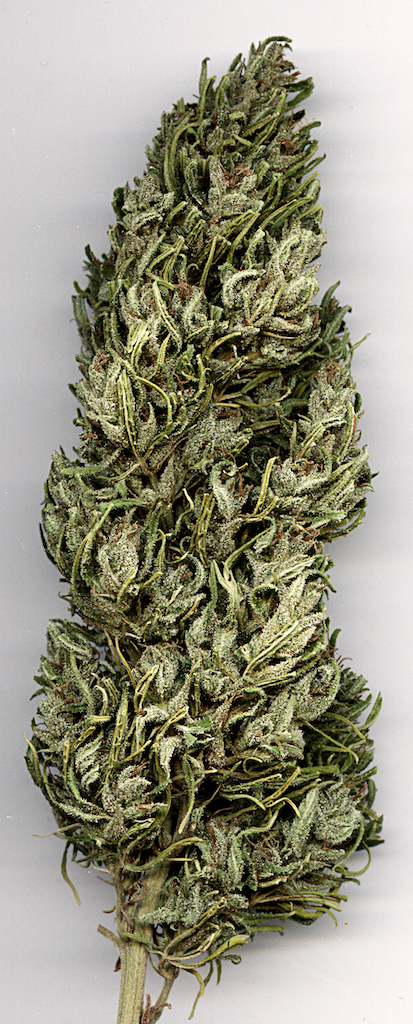 bud-grenadine.jpg