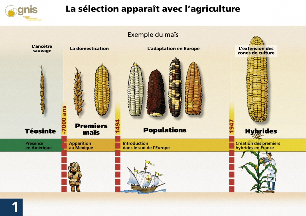 biotech-01---selection-mais.jpg