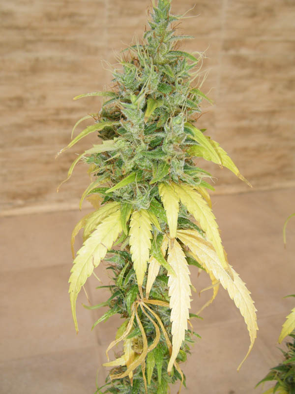 SCF7183.jpg