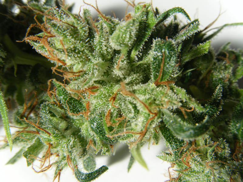 SCF7178.jpg