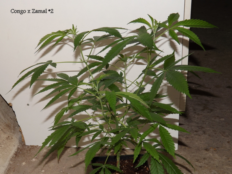 DSCF4952.JPG