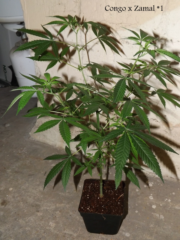 DSCF4908.JPG