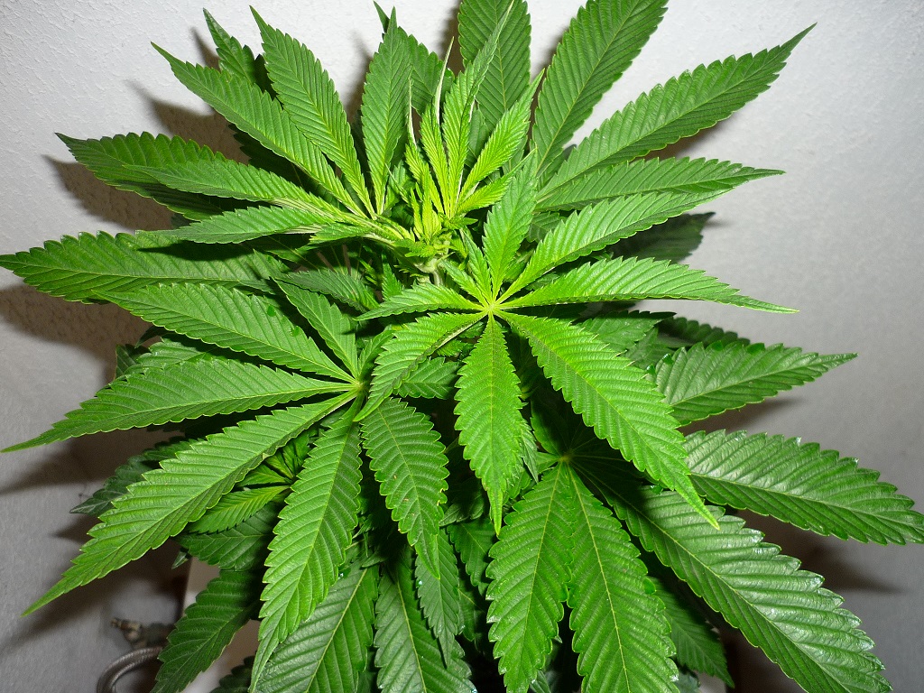 Sour Riri_afgh....JPG