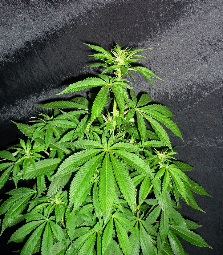Sour Riri flora.JPG