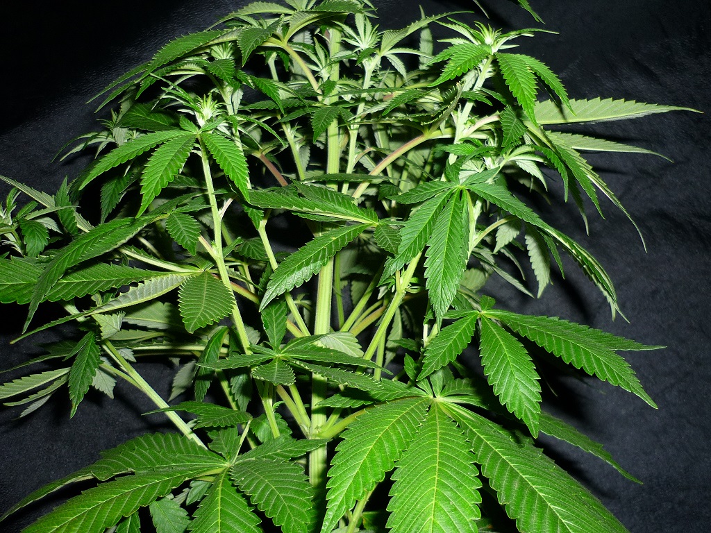 Sour Riri détail.JPG
