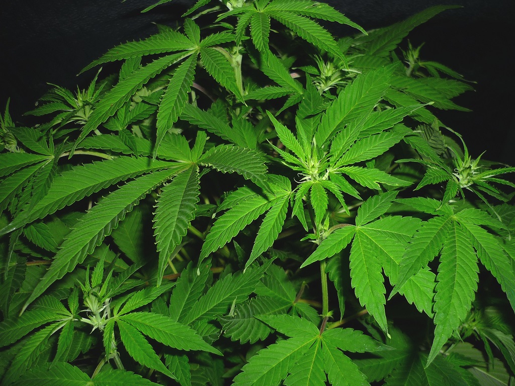 Eddy x HH _détail.JPG