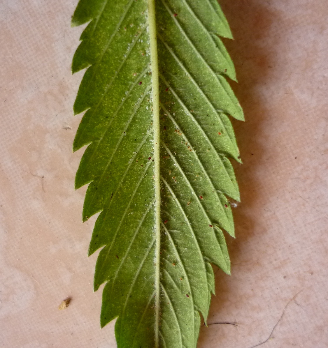 détail_feuille.JPG