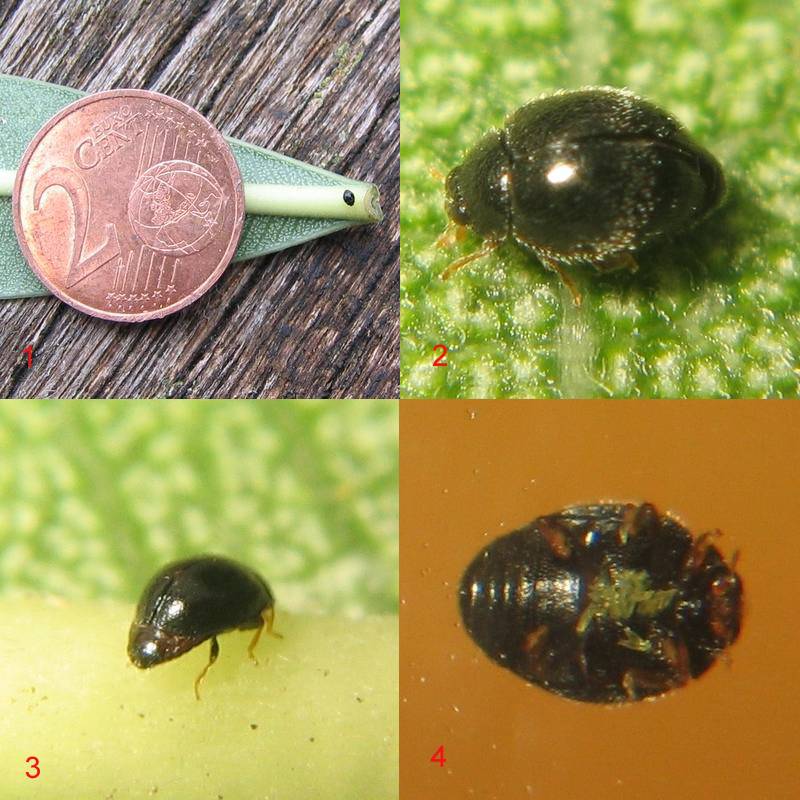 Stethorus punctillum.jpg