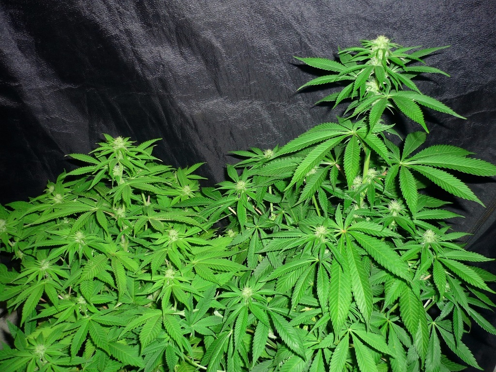 EdyHH vs Sour Riri Afghanchitral.JPG