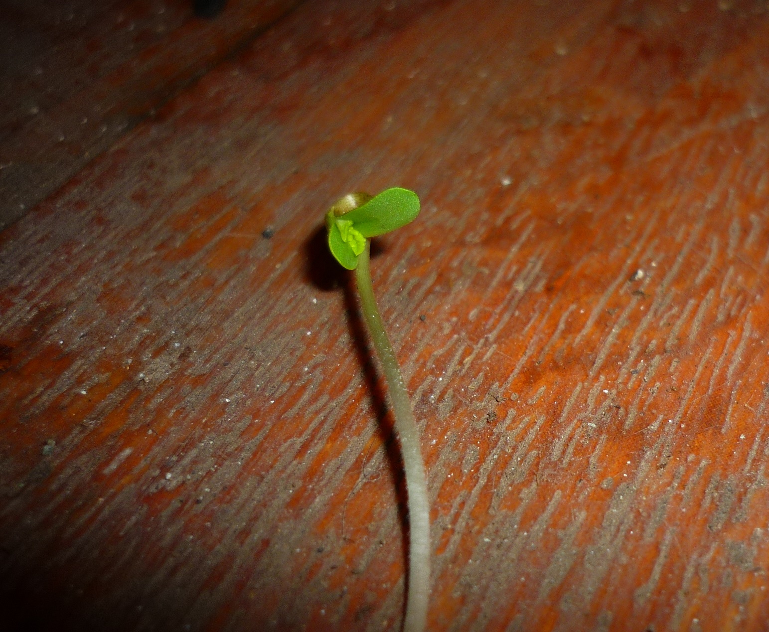 P1060828.JPG