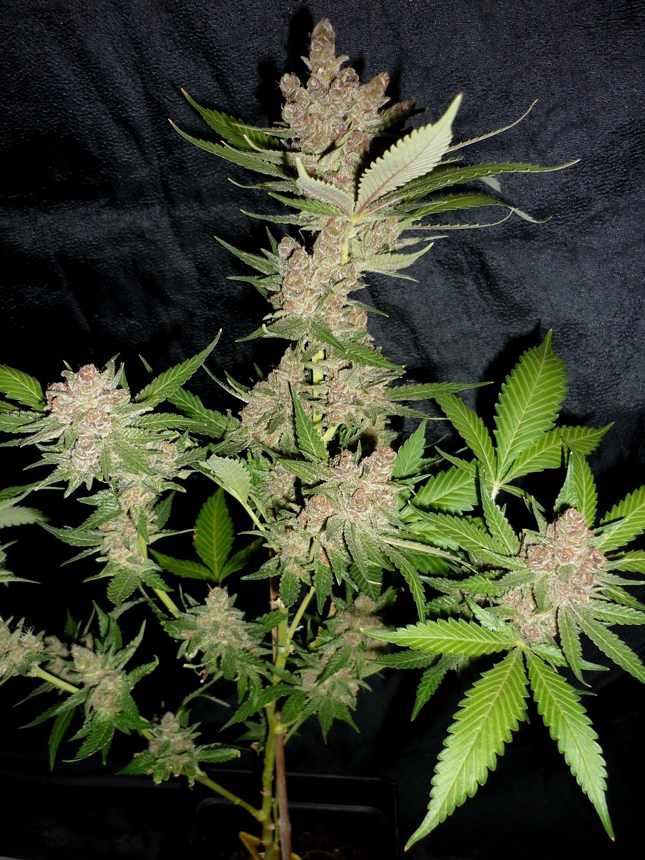 Afghanchitral_atipica 01.JPG