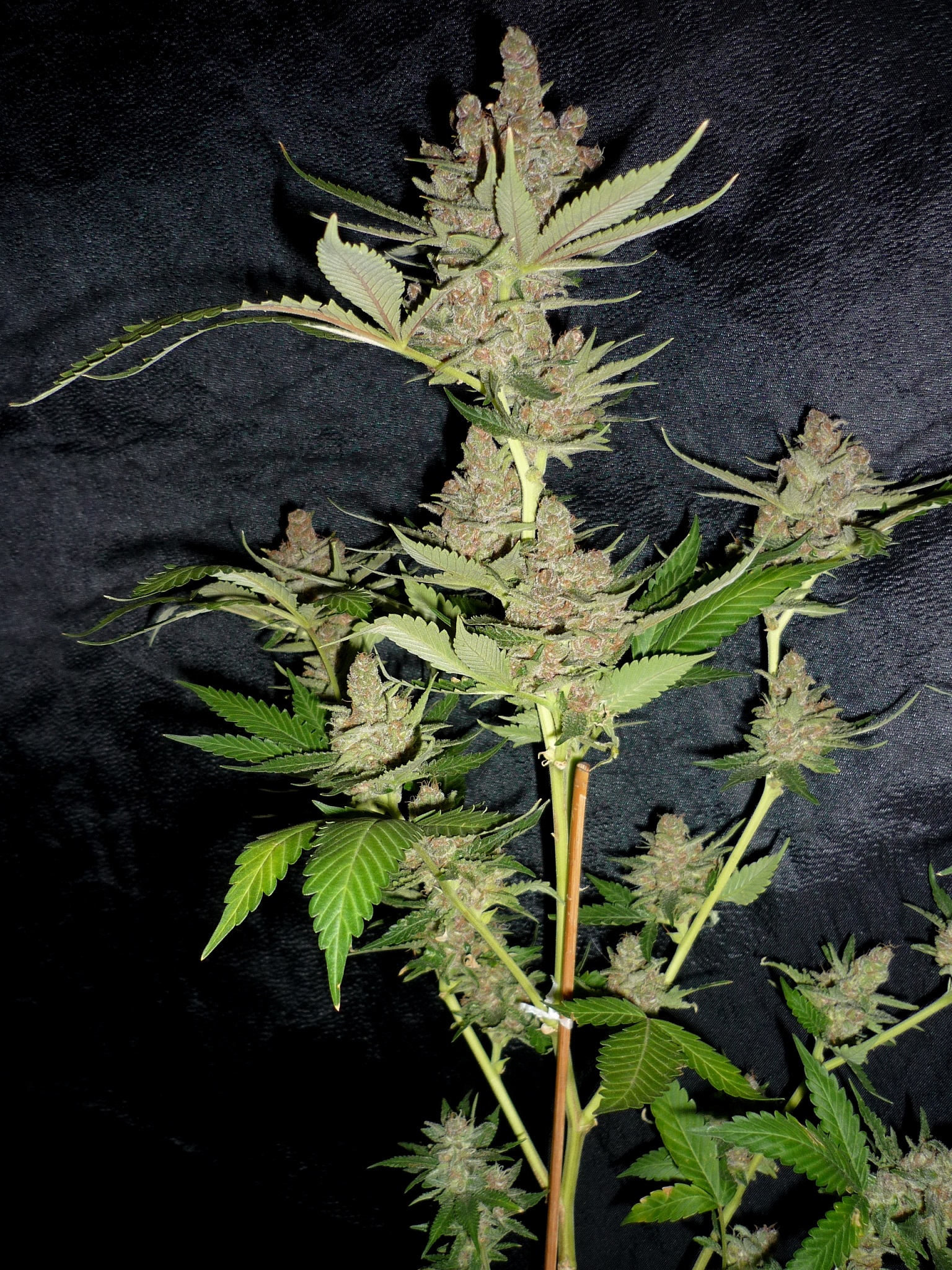 Afghanchitral-atipica 02.JPG