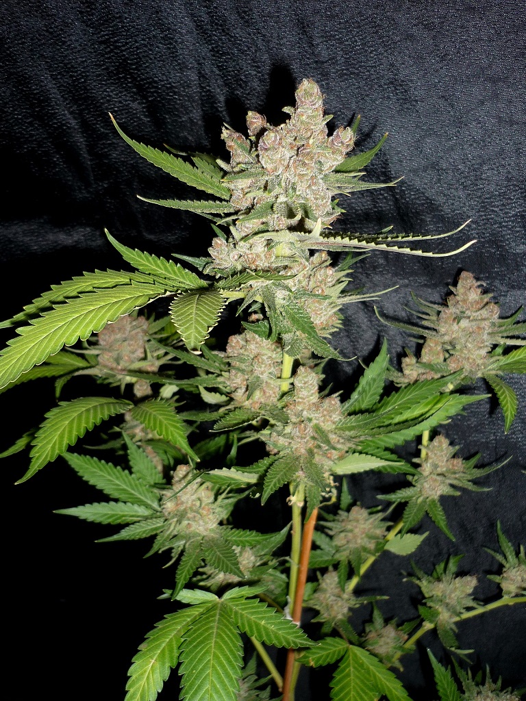 Afghanchitral_atipica 03.JPG