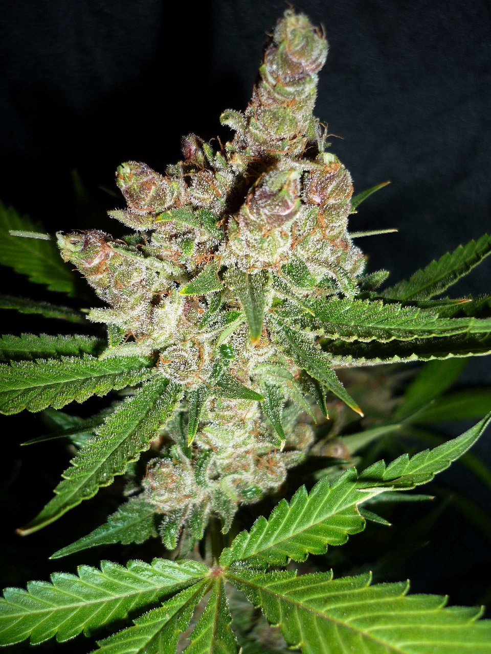 Afghanchitral_atipica 04.JPG