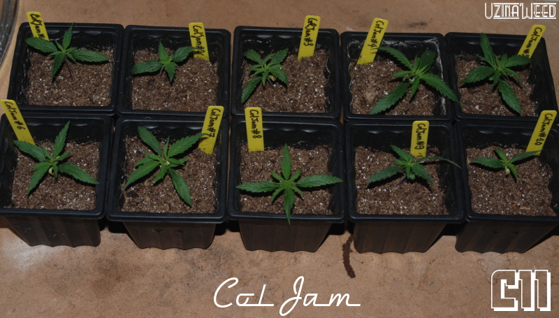 uzina_coljam-all_c11.JPG