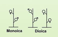 sexualité_plantes.JPG