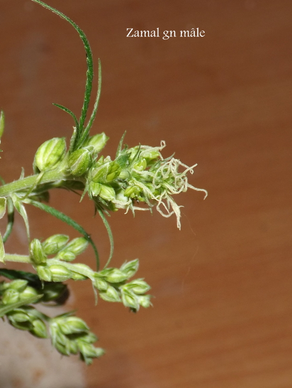 DSCF5135.JPG