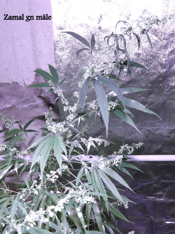 DSCF5131.JPG