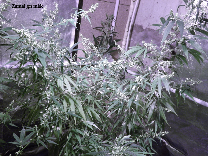 DSCF5129.JPG