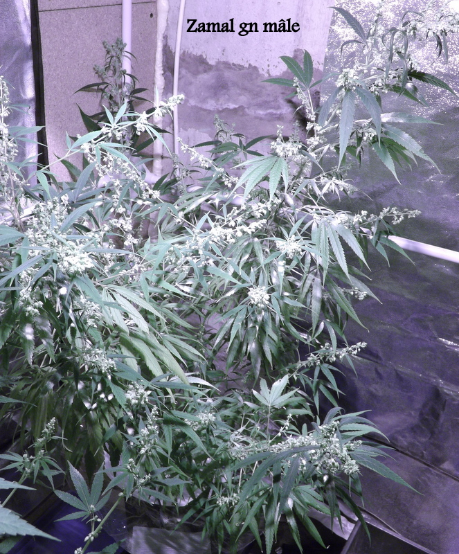 DSCF5126.JPG