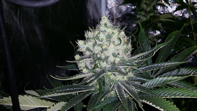 20140128_200824 [640x480].jpg