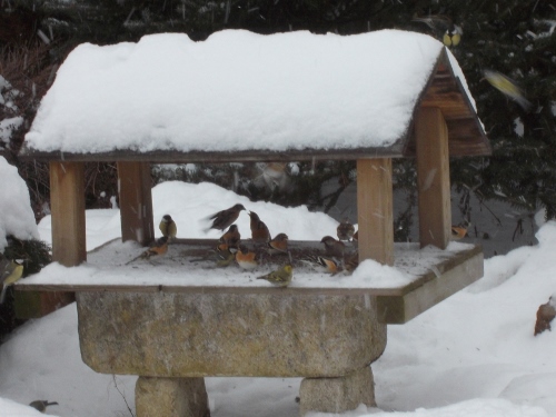 DSCN0584 - Copie (500x375).jpg