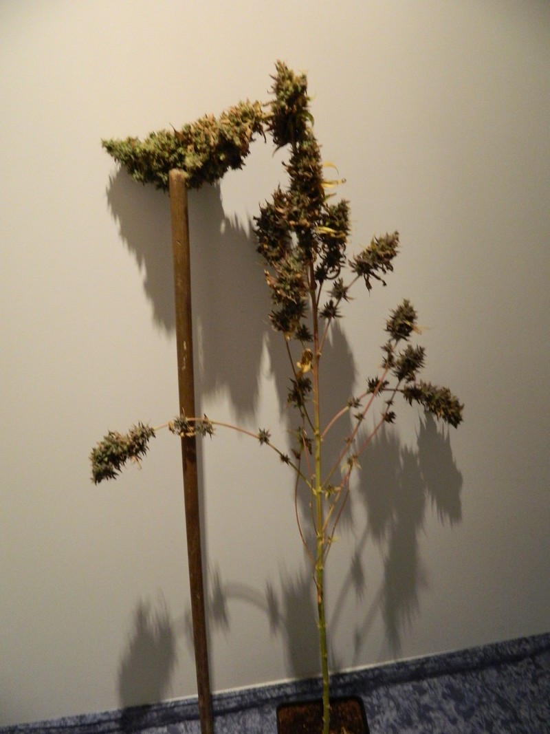 DSCN4128.jpg