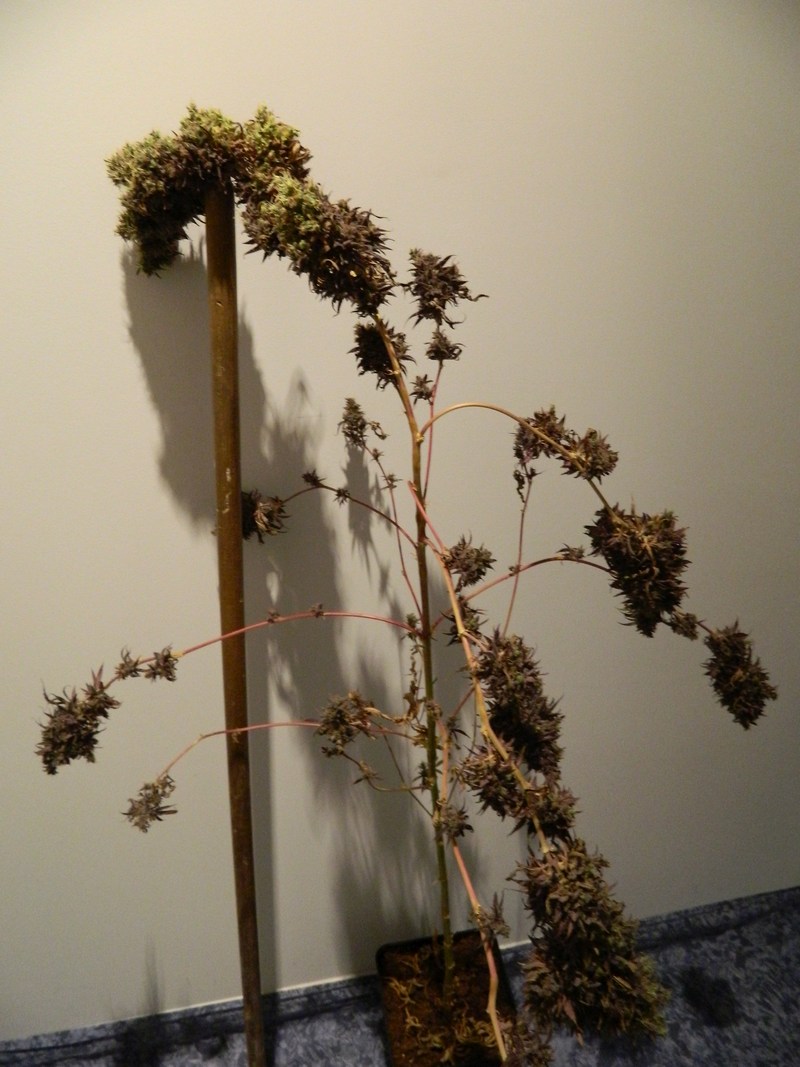DSCN4143.jpg