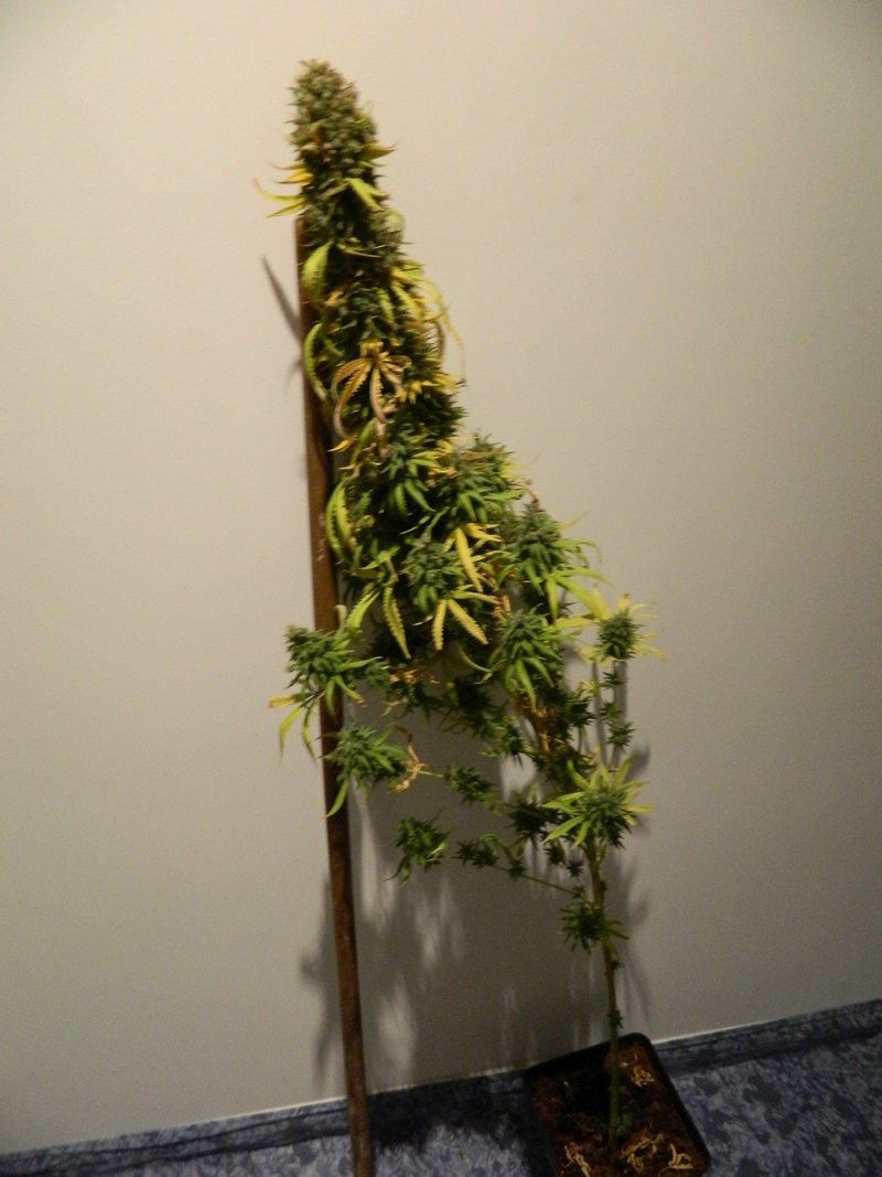 DSCN4145.jpg