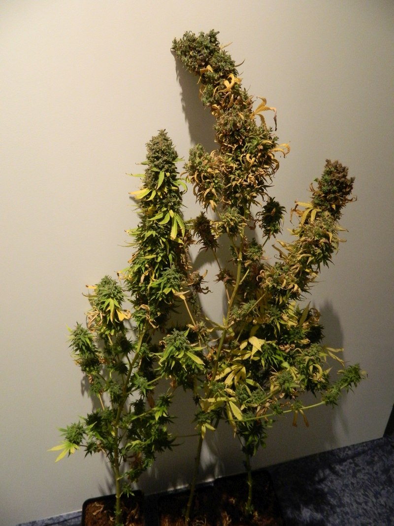 DSCN4156.jpg