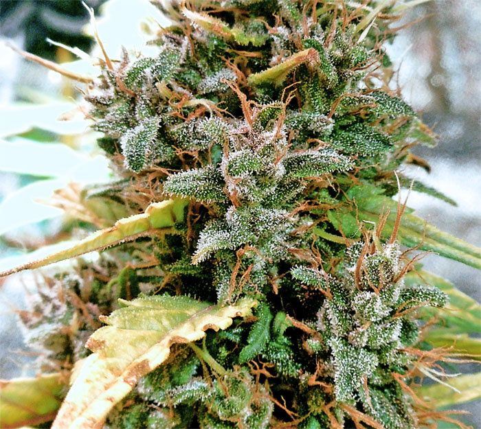ckbud.jpg
