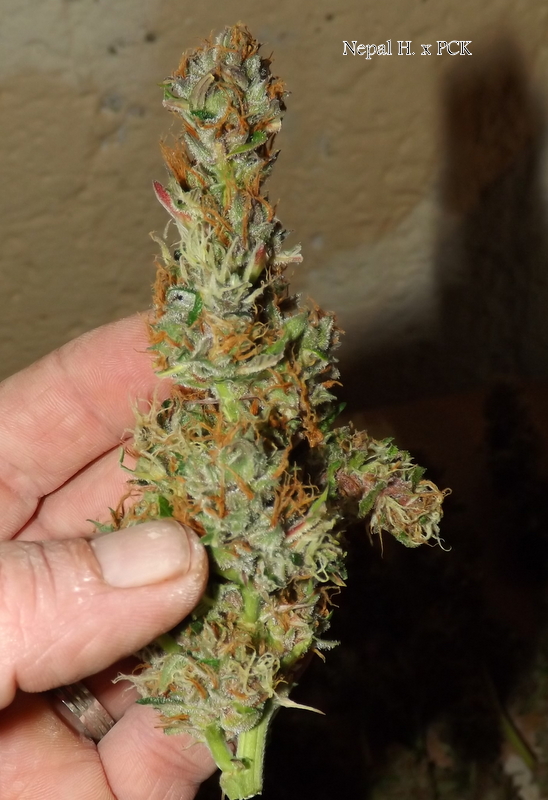 DSCF5614.JPG