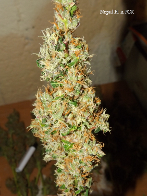 DSCF5613.JPG