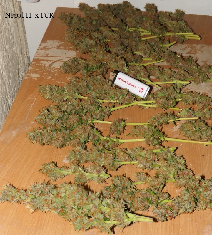 DSCF5616.JPG