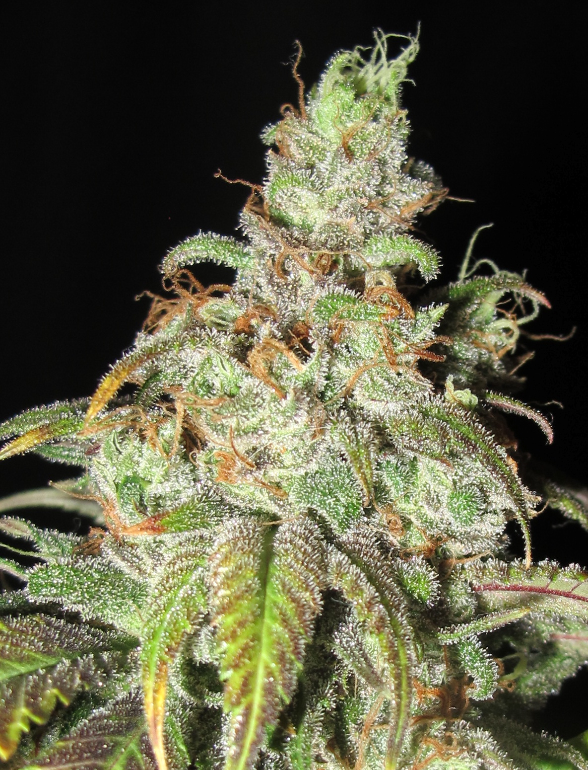 Grapefruit-1.jpg