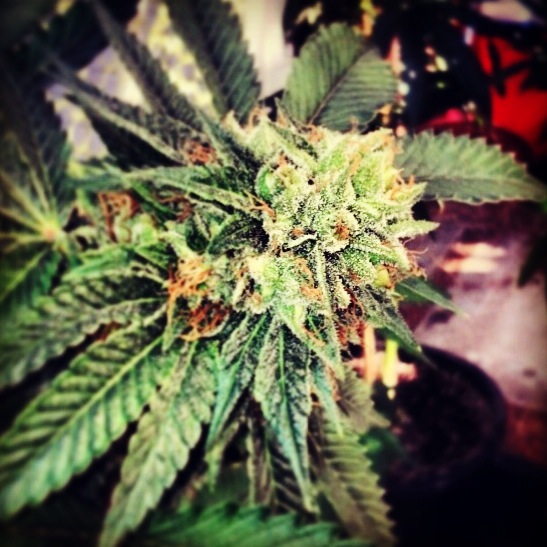 Berry OG Kush.jpeg