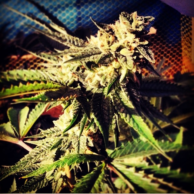 Blue Chemdawg.jpeg