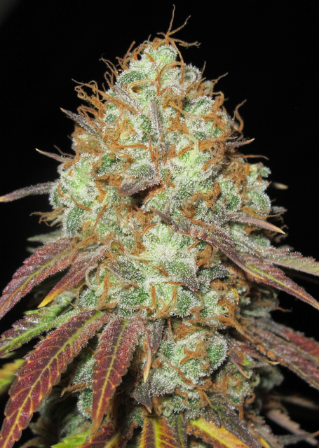 AK-Confidential-m-1.jpg