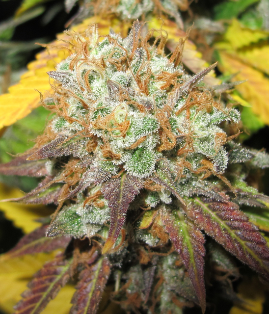 AK-Confidential-m-2.jpg