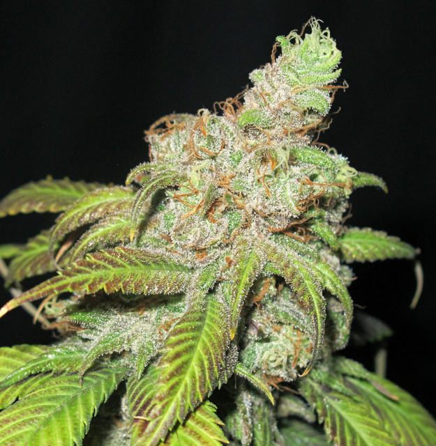 UltraGrapefruit-m-1.jpg