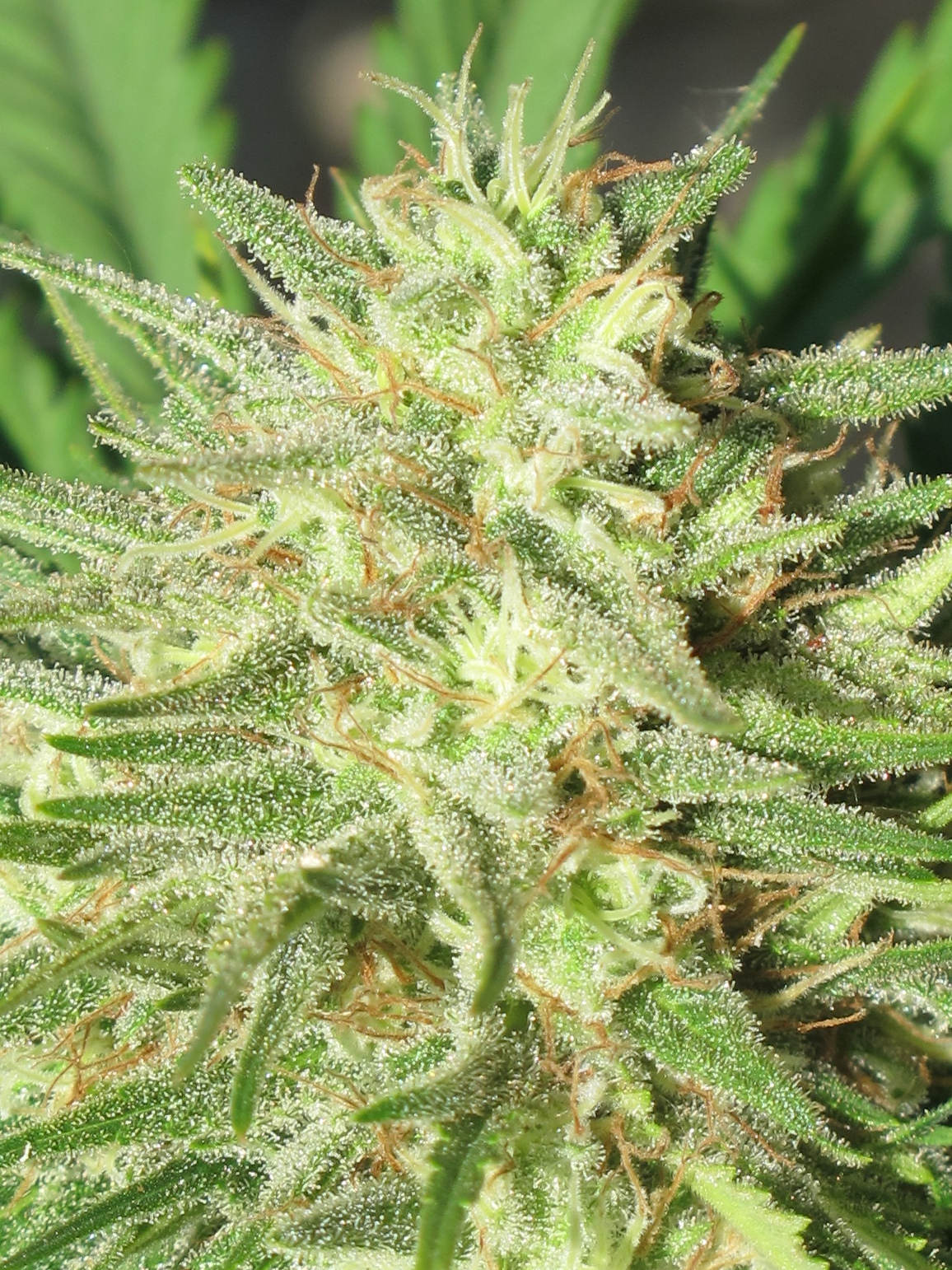 SpaceGrape1-612.jpg