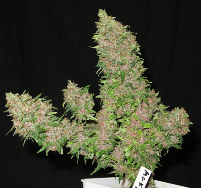 MGK-seaofgreen-1.jpg
