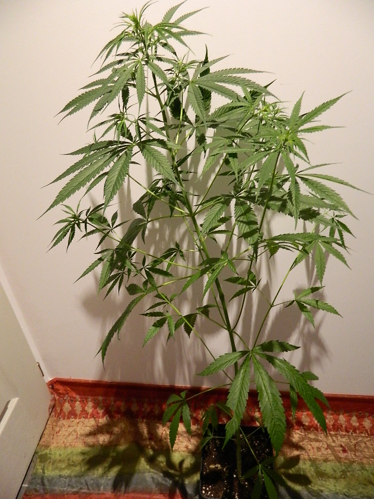 DSCN4173.JPG