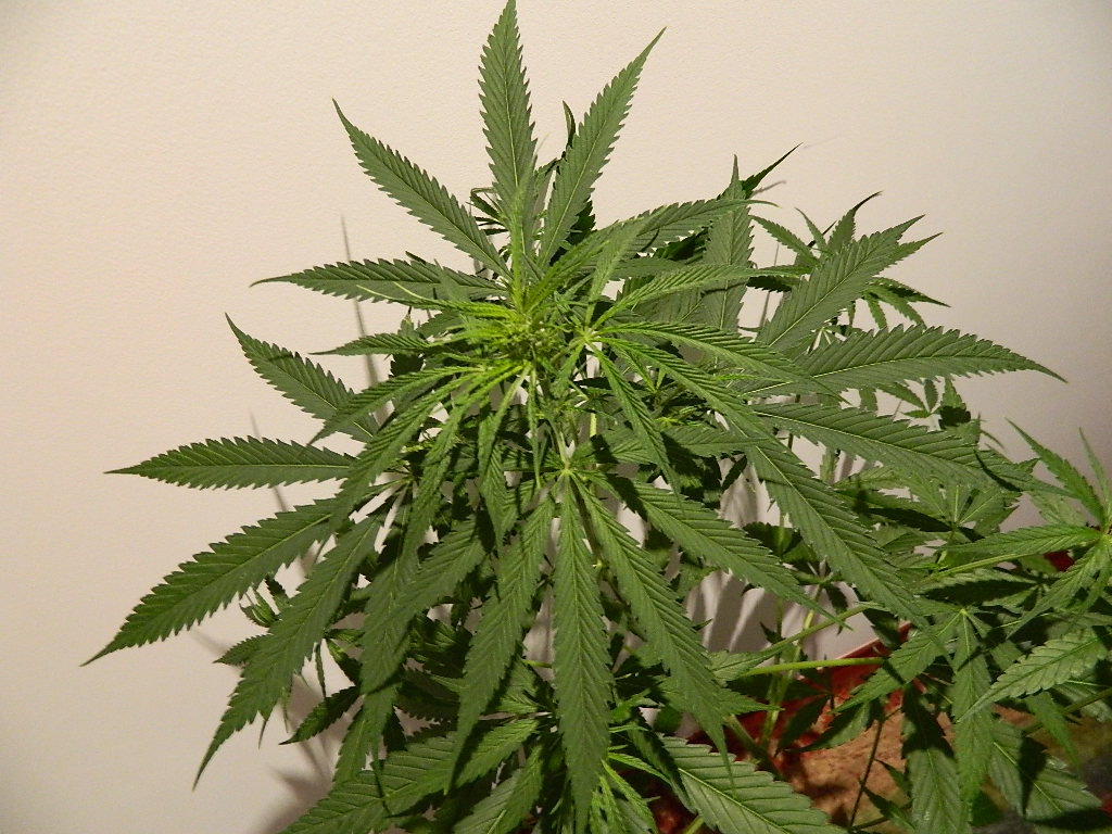 DSCN4175.JPG